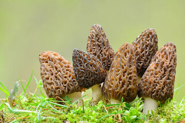 Health Benefits of Morels: The Goodness of Eating Morels
