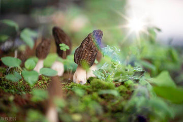Harvesting Delight: The Allure of Fresh Morel Mushrooms