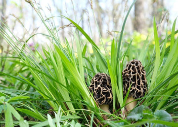 The Morel Harvest: Nature's Bounty in Your Kitchen