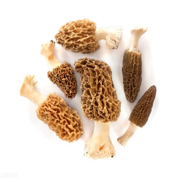 The Morel Mushrooms Harvesting Handbook: A Comprehensive Manual