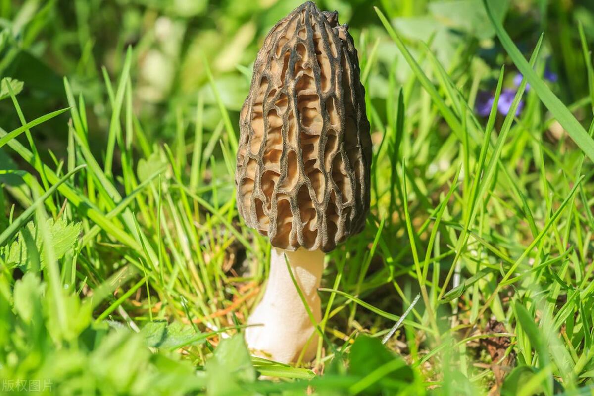 Distinctive Flavors of Morel Mushrooms: A Culinary Exploration