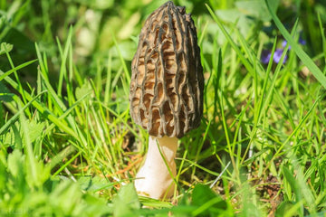 Distinctive Flavors of Morel Mushrooms: A Culinary Exploration